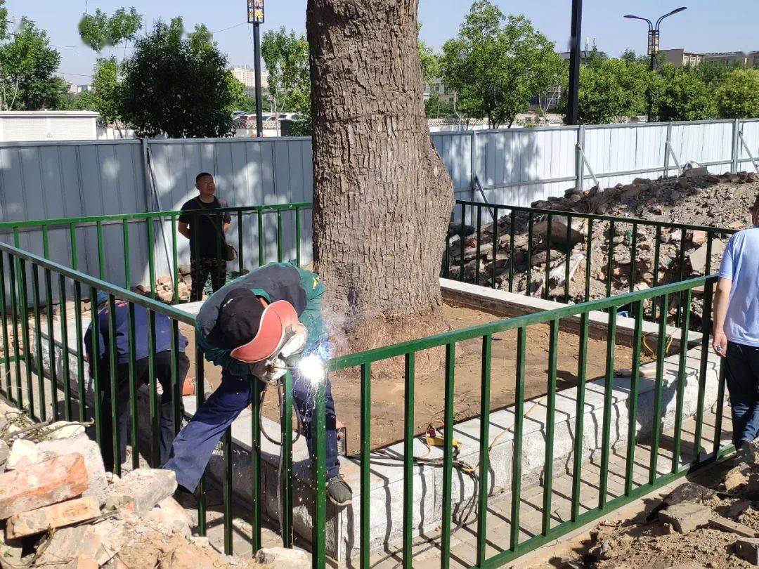 開(kāi)封百余株古樹(shù)名木建檔保護(hù)