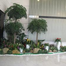 中山便宜的室內(nèi)植物租賃,剪花剪草,風(fēng)水綠植租賃,風(fēng)水植物租賃,小區(qū)、工廠綠化養(yǎng)護,年花預(yù)定,年桔預(yù)定,園林規(guī)劃與設(shè)計,綠化工程施工,商場等室外綠化帶保養(yǎng),便宜的鮮花預(yù)訂,鮮花出租