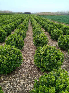 廊架施工、園林養護綠化、承接綠化工程綠化養護庭院設計