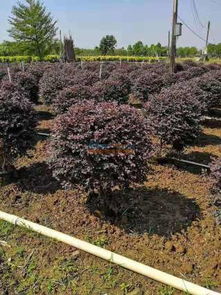 提供專業(yè)的園林綠化 園林綠化找誰(shuí)施工好 柳州市鴻圖園林綠化有限責(zé)任公司