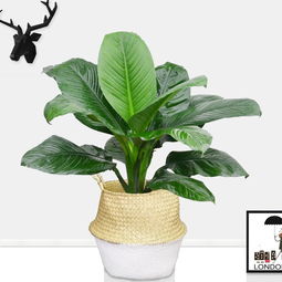 武漢園林景觀公司園林綠化施工工藝庭院陽(yáng)臺(tái)小區(qū)景觀綠化施工