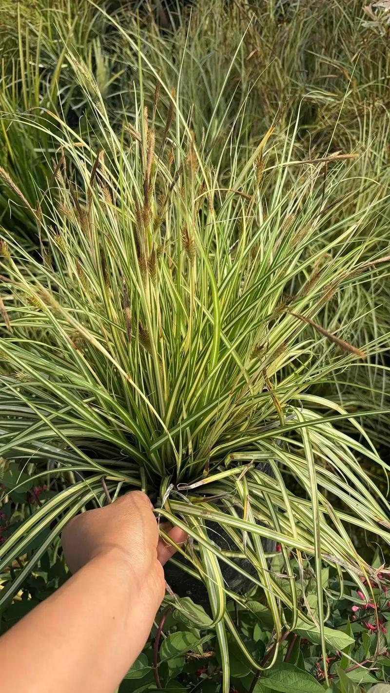 園林綠化工程苗木人 #全網搜索苗木有緣人 廠房綠化設計施工