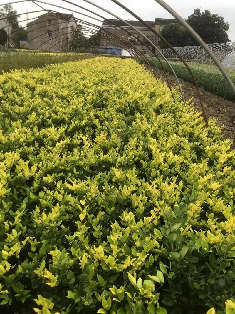 園林綠化工程苗木人 連接供需，筑造綠色與活力的空間